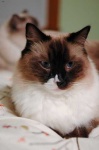 image of animal