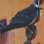 image of bird