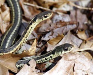 image of garter_snake