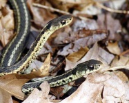 image of garter_snake #16