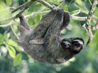 image of sloth