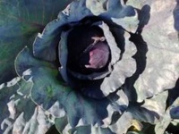 image of damage_to_cabbage_leaves
