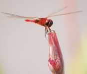 image of dragonfly