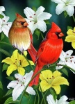 image of cardinal