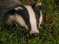 image of badger