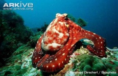 image of octopus