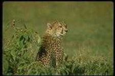 image of animal