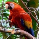 image of bird