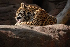 image of jaguar_car