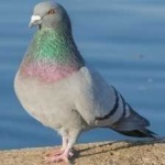 image of bird
