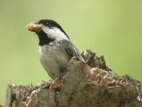 image of chickadee