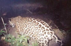 image of jaguar_car