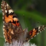 image of animal