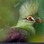 image of bird