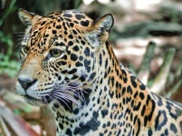 image of jaguar_car