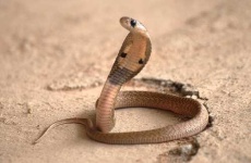 image of indian_cobra #28