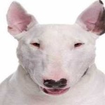 image of bull_terrier #12