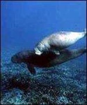 image of dugong