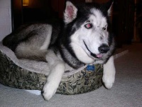 image of eskimo_dog #16