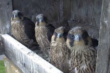 image of falcon
