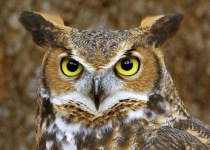image of owl