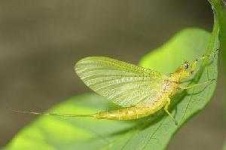 image of mayfly