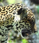 image of jaguar_car