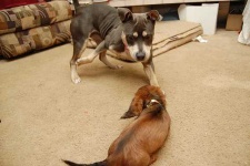image of american_staffordshire_terrier