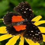 image of animal