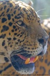 image of jaguar_car