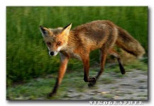 image of kit_fox