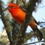 image of bird