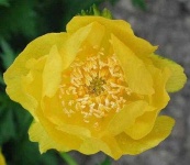 image of flower