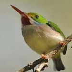 image of bird