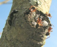 image of ant
