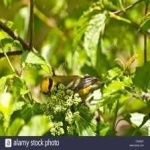 image of bird