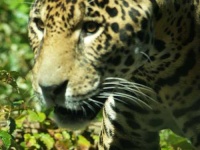 image of jaguar_car