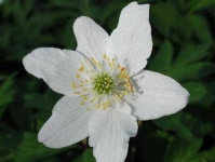 image of flower