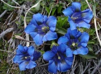 image of flower