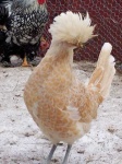 image of hen