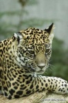 image of jaguar_car