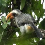image of bird