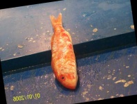 image of fish
