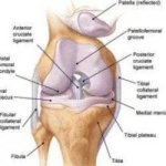 image of knee #13