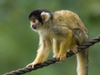 image of squirrel_monkey