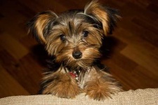 image of yorkshire_terrier #25