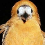 image of bird