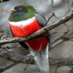 image of bird