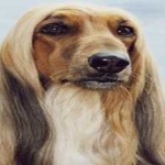 image of animal
