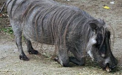 image of warthog